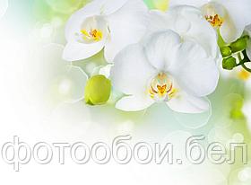 Фотообои Белые орхидеи 3