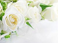 Фотообои Белые Розы 3