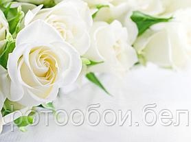 Фотообои Белые Розы 3