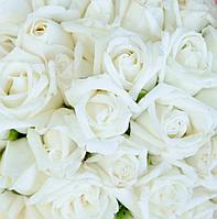 Фотообои Белые Розы