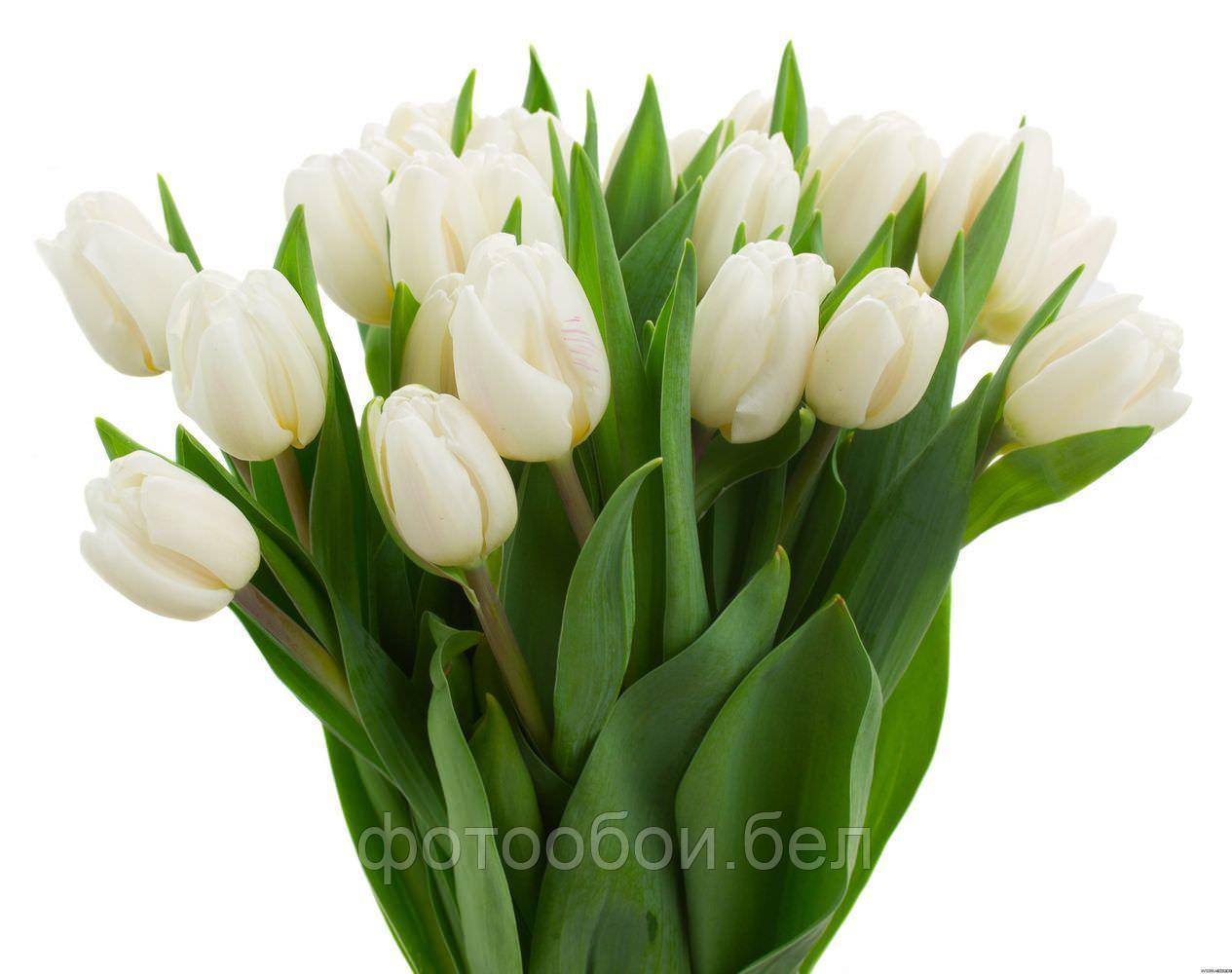 Фотообои Белые тюльпаны - фото 1 - id-p162113313