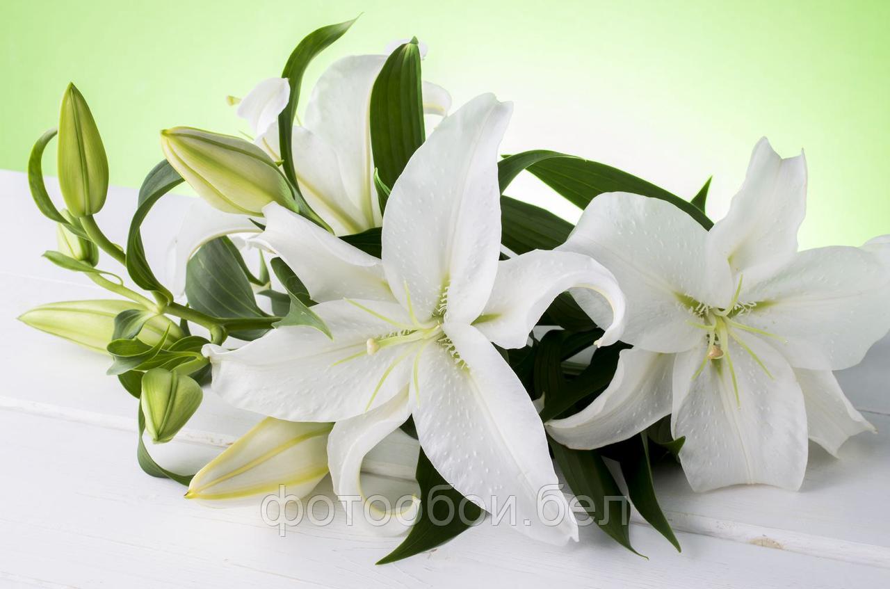Фотообои Белые цветы - фото 1 - id-p162113330