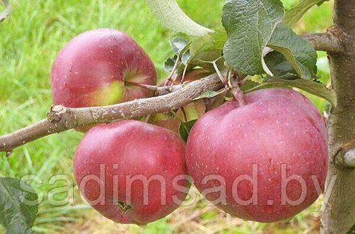 Яблоня зимняя Антей - фото 2 - id-p162127730