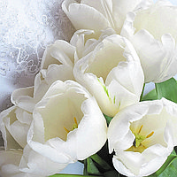 Фотообои Бутоны тюльпанов