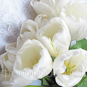 Фотообои Бутоны тюльпанов
