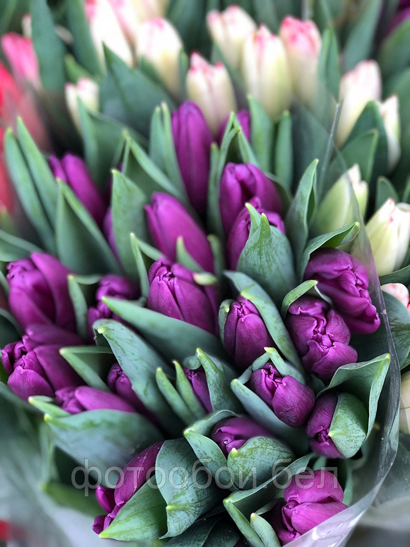 Фотообои Весенние тюльпаны