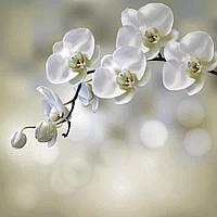 Фотообои Воздушная орхидея