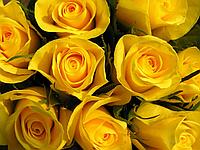 Фотообои Желтые розы 2