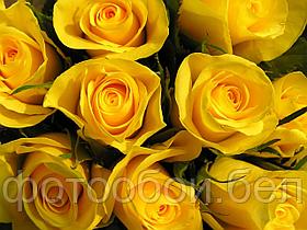 Фотообои Желтые розы 2