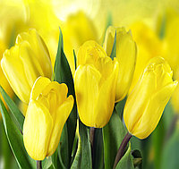 Фотообои Желтые тюльпаны 2