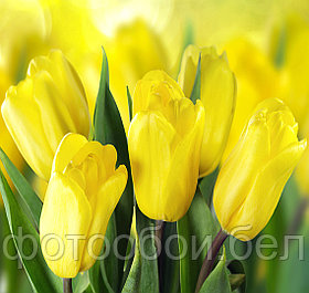 Фотообои Желтые тюльпаны 2