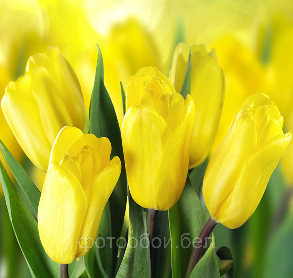 Фотообои Желтые тюльпаны 2 - фото 1 - id-p162162255