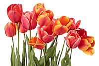 Фотообои Красные тюльпаны