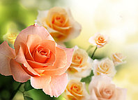 Фотообои Кремовая роза