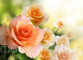 Фотообои Кремовая роза