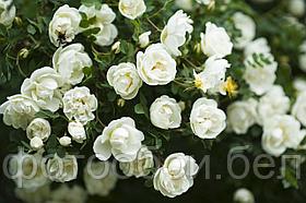 Фотообои Куст белой розы