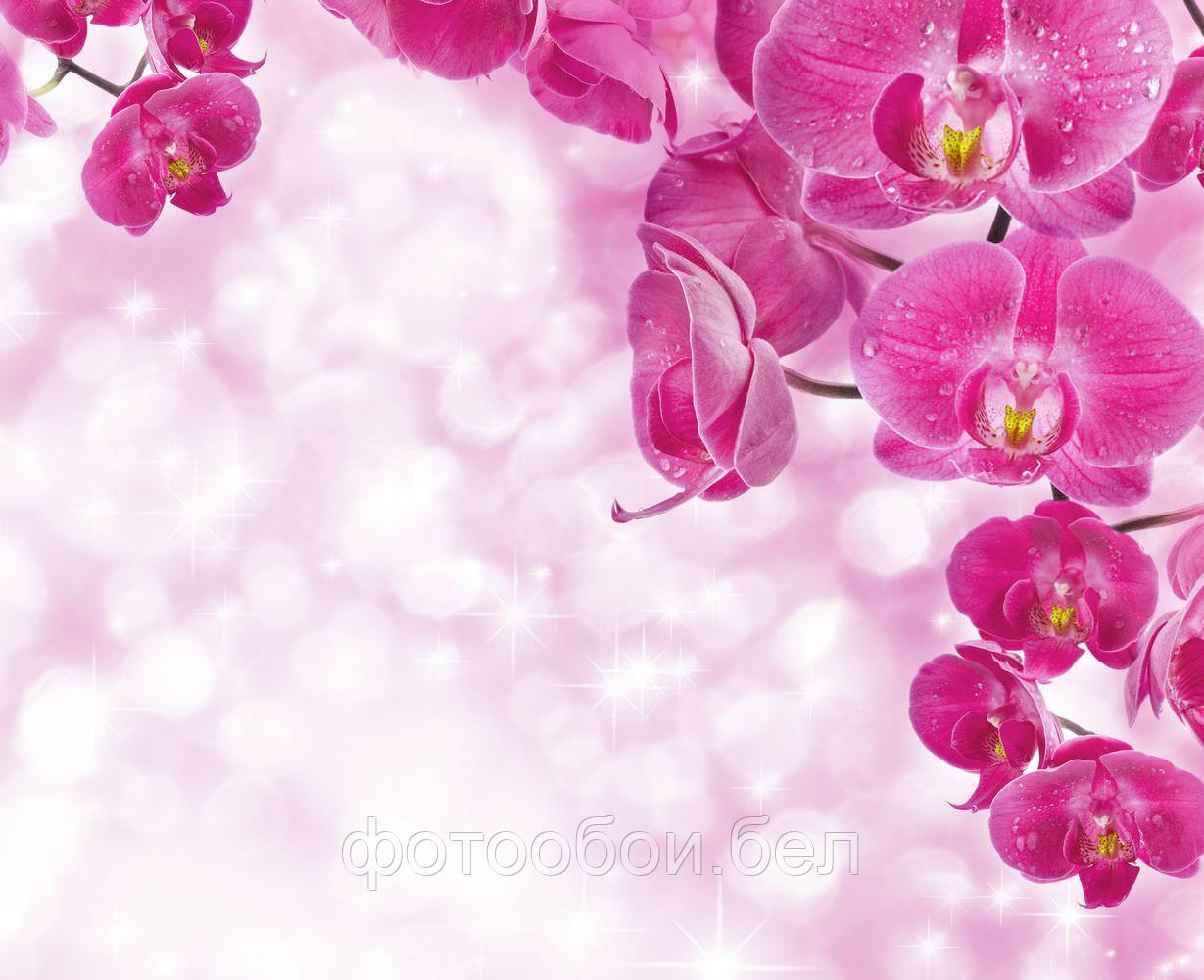 Фотообои Нежная орхидея