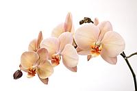 Фотообои Нежно-розовая орхидея