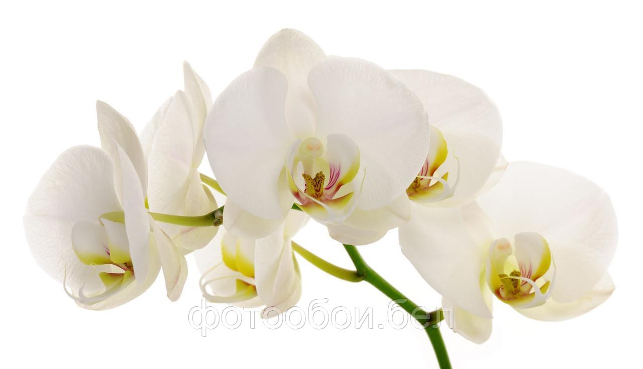 Фотообои Нежные орхидеи - фото 1 - id-p162169616
