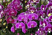 Фотообои Орхидея в саду