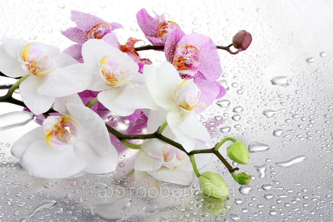 Фотообои Орхидея и капли 2