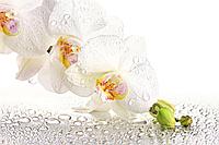 Фотообои Орхидея и капли