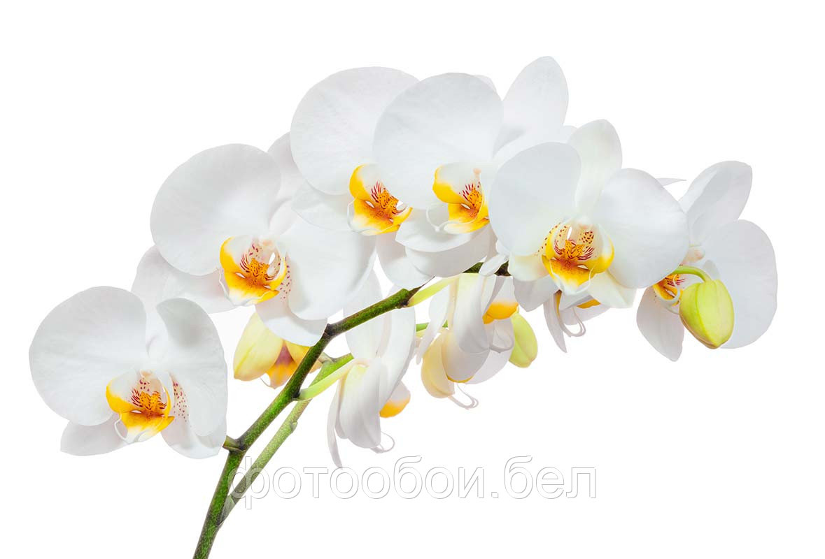 Фотообои Орхидея на белом 2
