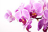 Фотообои Орхидея на белом