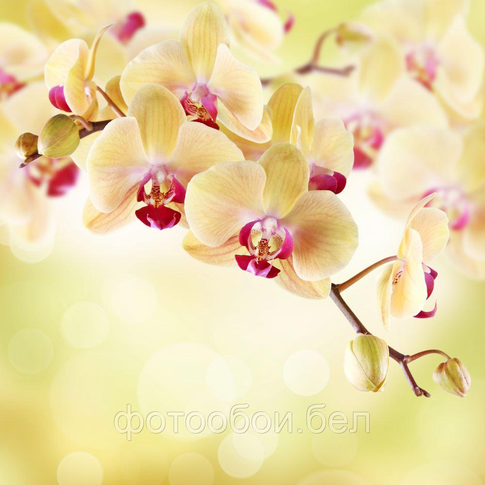 Фотообои Орхидея на желтом