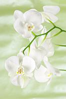 Фотообои Орхидея на зеленом