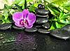 Фотообои Орхидея на камнях