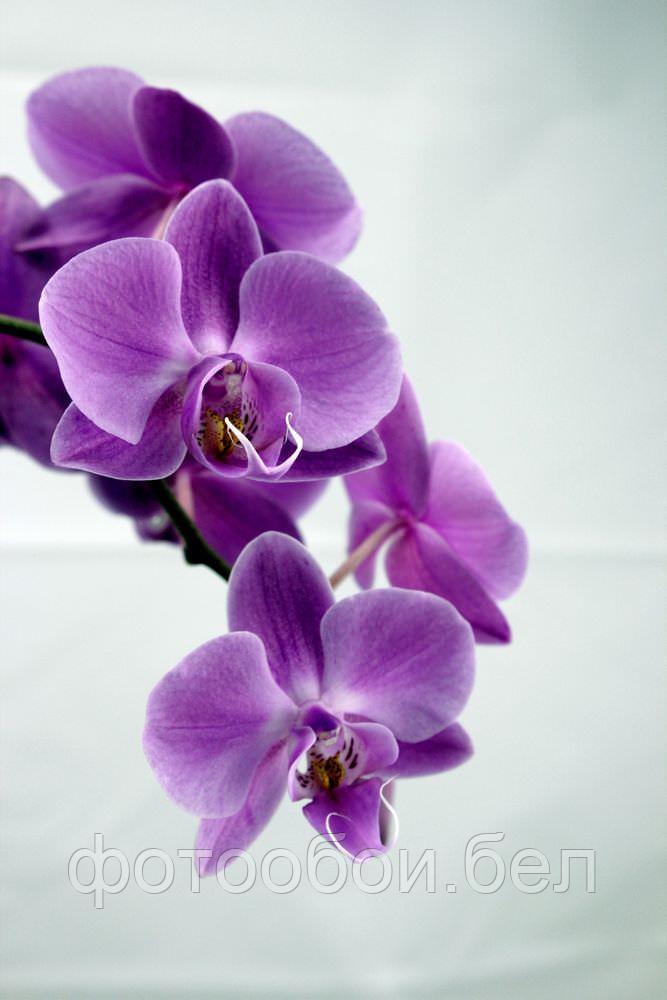 Фотообои Орхидея - фото 1 - id-p162184021