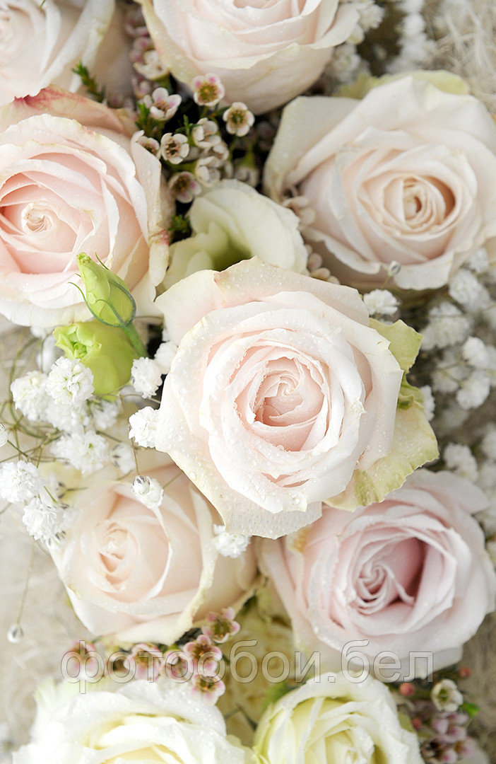Фотообои Пудровые розы