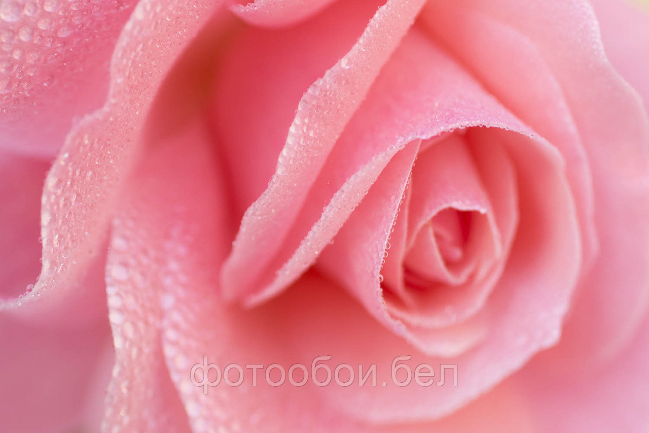 Фотообои Розовая роза 2 - фото 1 - id-p162285439