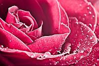 Фотообои Розовая роза 3