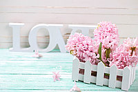 Фотообои Розовые гиацинты
