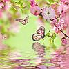 Фотообои Сакура и бабочка