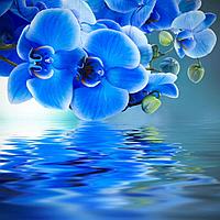 Фотообои Синяя орхидея