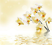 Фотообои Солнечная орхидея