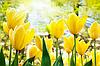 Фотообои Солнечные тюльпаны