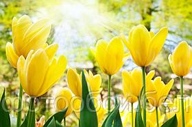 Фотообои Солнечные тюльпаны
