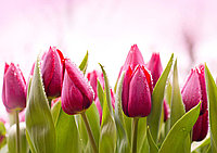 Фотообои Утренние тюльпаны
