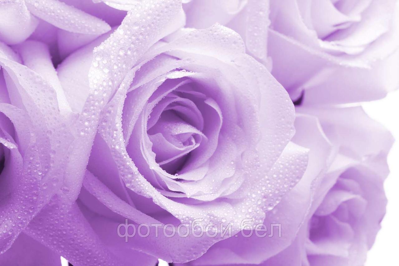 Фотообои Фиолетовые розы - фото 1 - id-p162286610
