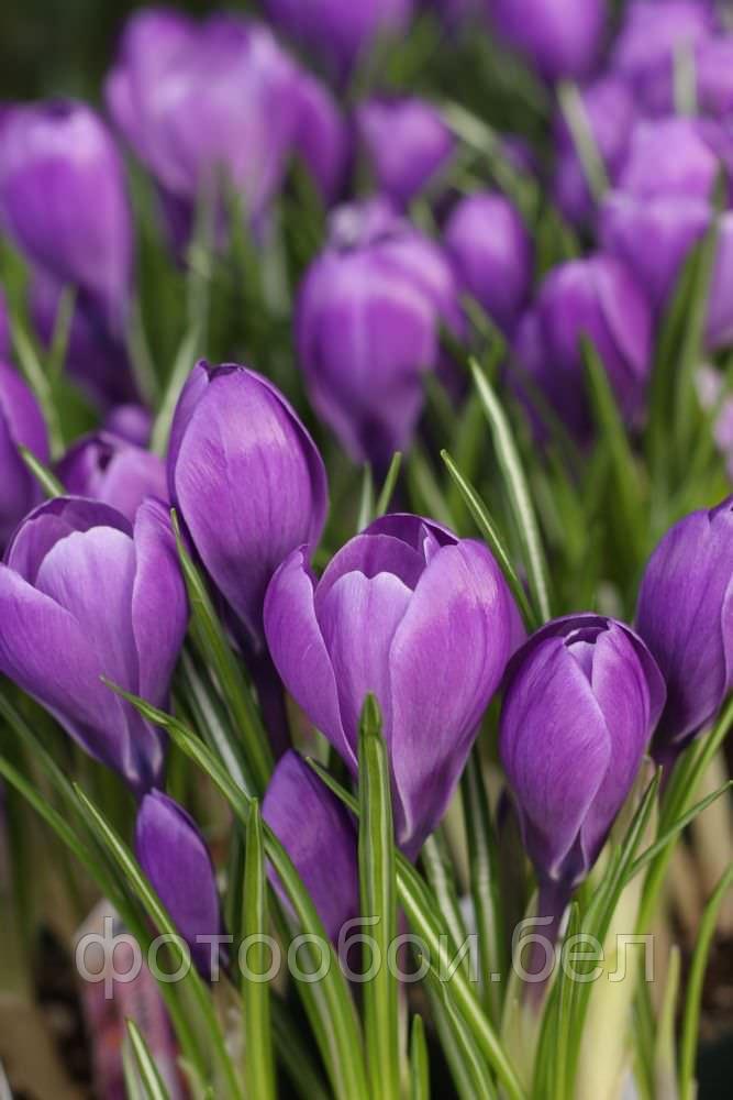 Фотообои Фиолетовые тюльпаны 2 - фото 1 - id-p162286611