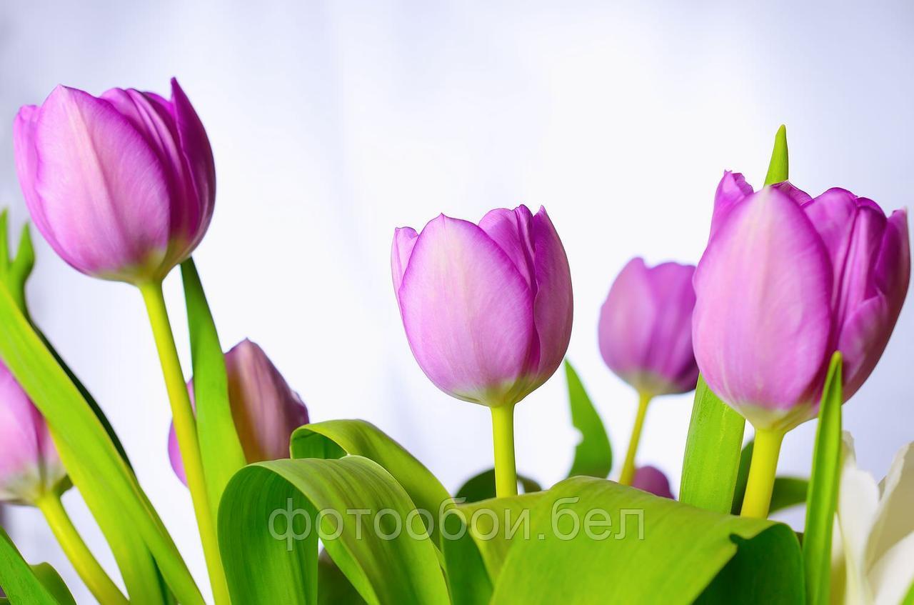 Фотообои Фиолетовые тюльпаны - фото 1 - id-p162286612