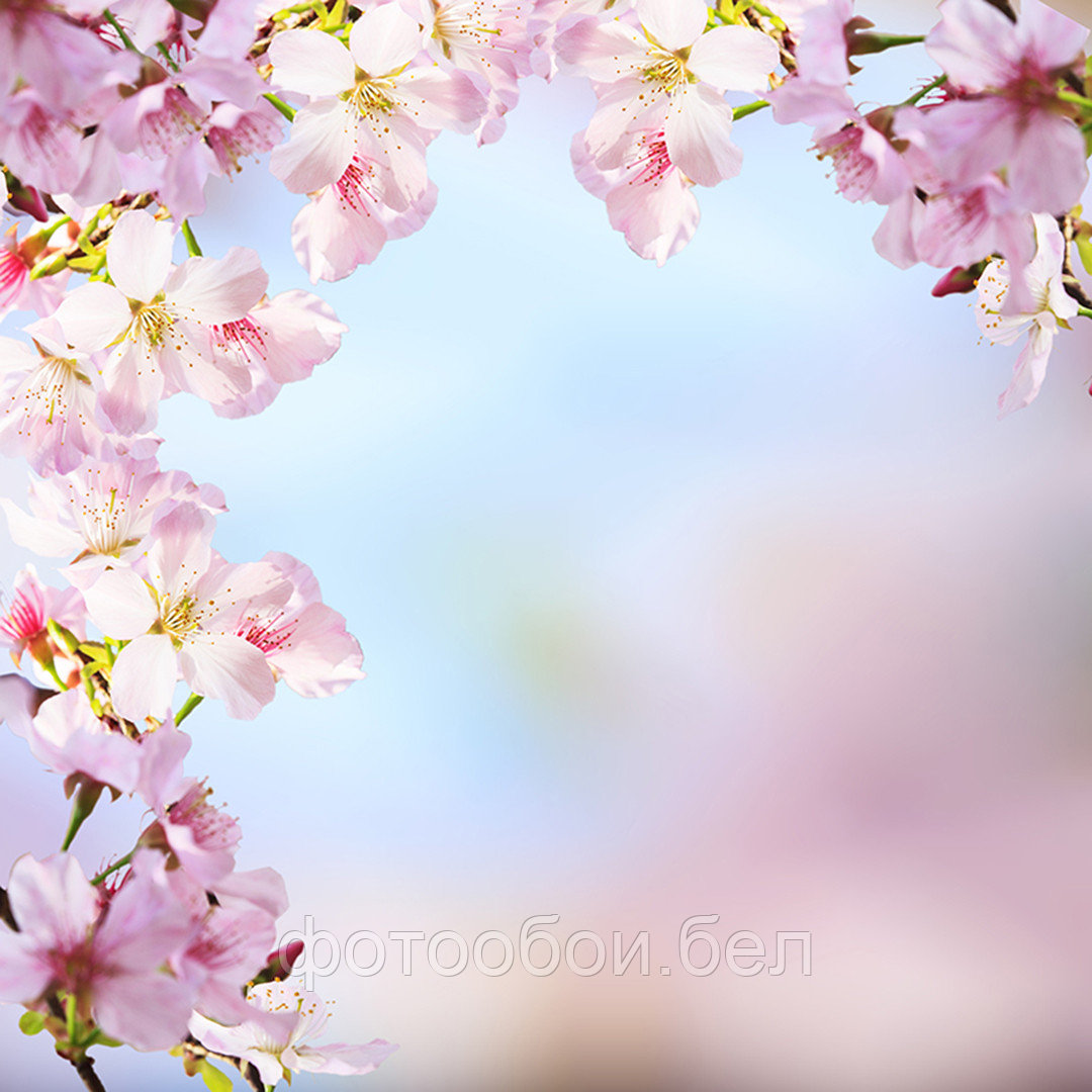 Фотообои Цветки сакуры - фото 1 - id-p162286626
