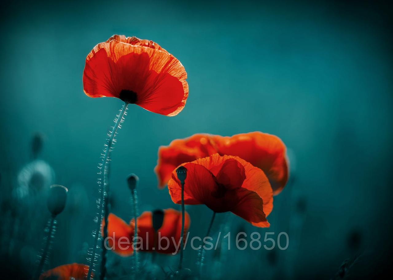Фотообои Цветок мака