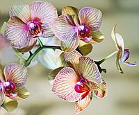 Фотообои Цветущая орхидея
