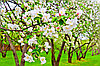 Фотообои Цветущая яблоня