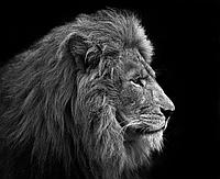 Фотообои Лев на черном